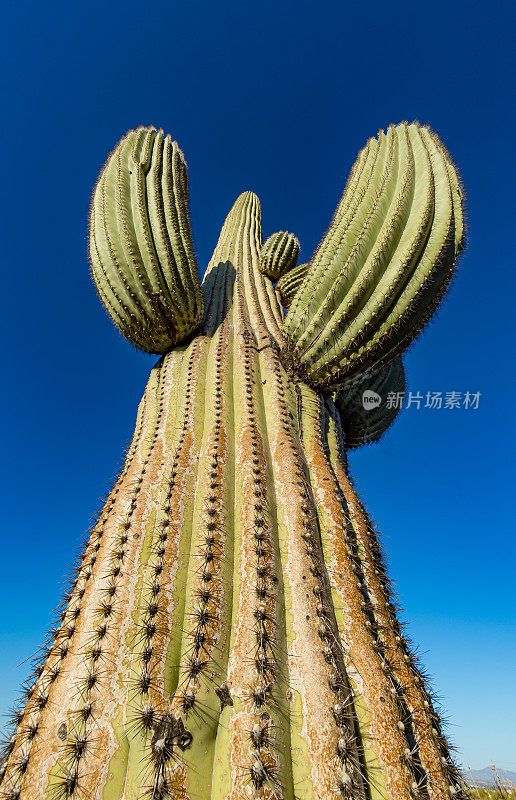 仙人掌(carcarnegiea gigantea)是一种树状仙人掌，属于单型仙人掌属，可以长到40英尺高。它原产于亚利桑那州的索诺兰沙漠。索诺兰沙漠，亚利桑那州。